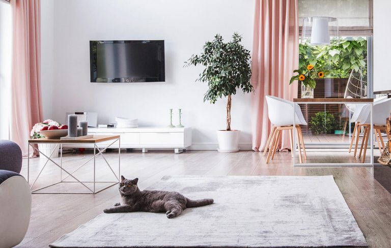 heller Wohnraum mit TV-Board, Essgruppe und Katze liegend auf Teppich.