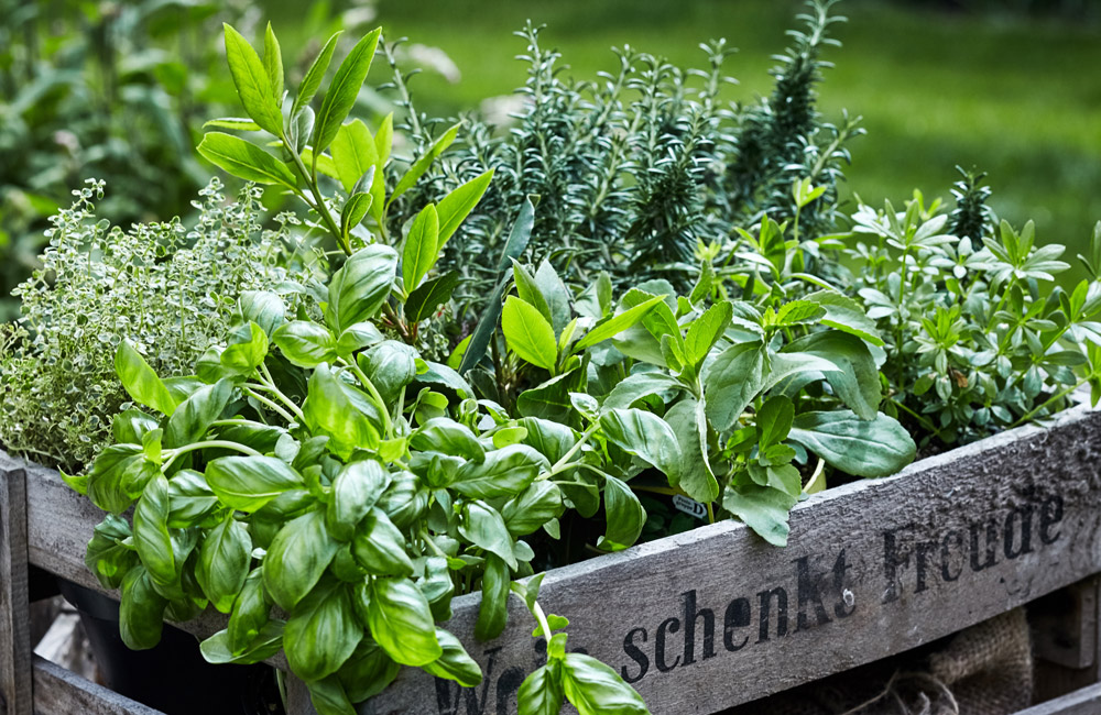 Mein verträumter Garten! DIY Deko & Einrichtungsidee auf Ellys Home