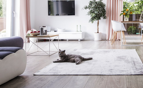 Wohnzimmer mit Katze auf einem Teppich