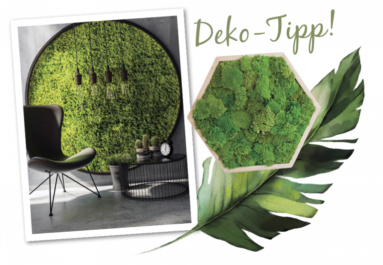 Deko-Tipp Pflanzen
