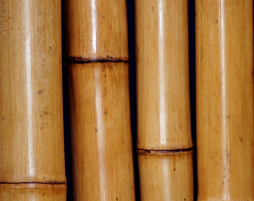 Ausschnitt Bambus