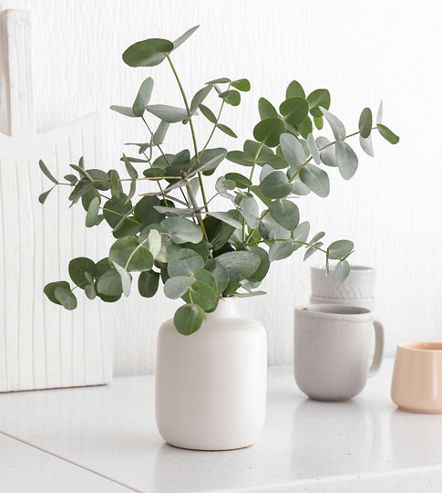 Eukalyptuszweig in Vase