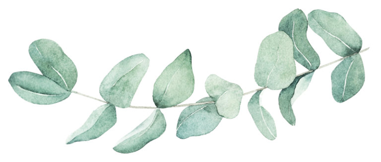 Wasserfarbenbild Eukalyptus