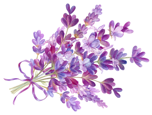 Zeichnung Lavendel